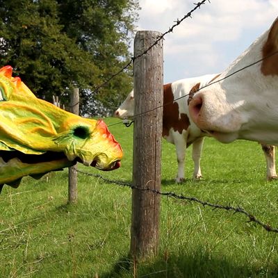 KulturPur Onil, der Drache