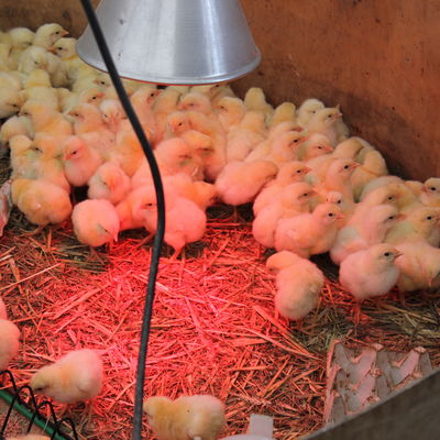 Zwei Tage alt sind diese K�ken auf dem Biohof Ohrndorf.