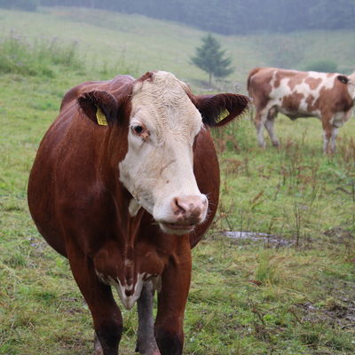 Simmentaler Fleckvieh auf der Weide