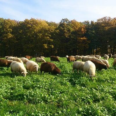 Regionale Lebensmittel_Aus Leidenschaft Edelk�serei Tiere