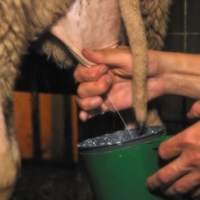 Regionale Lebensmittel_Aus Leidenschaft Edelk�serei Milch