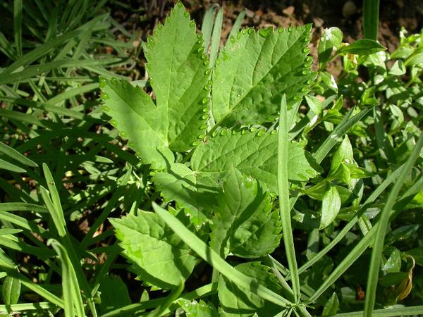 Delikatessen vom Wegesrand