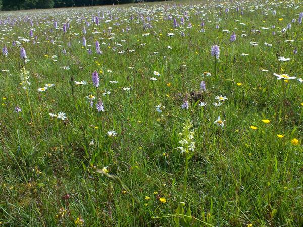 PM_WildeOrchideen_23_6_2017FotoSiebel