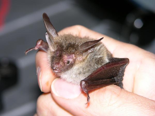 Fledermaus