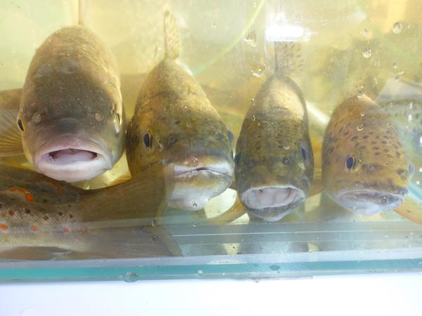 PM_Bachforelle_ReichmirdieFlosse_15_9_17_Foto M.Frede_kl