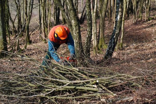 Haubergswirtschaft als immaterielles Kulturerbe: Brennholzgewinnung