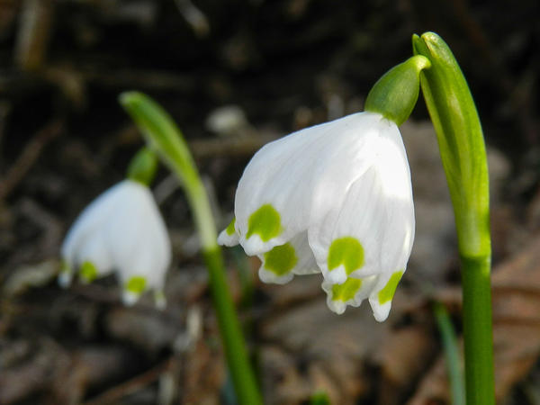Foto1_Maerzenbecher_Foto_Frede