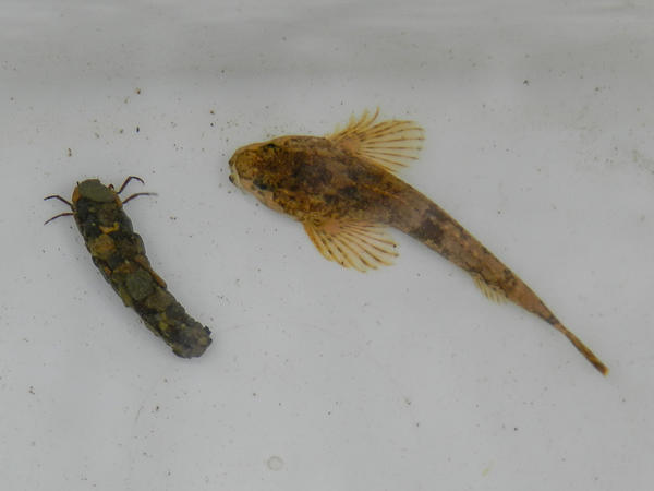 Pm BioStation Fische