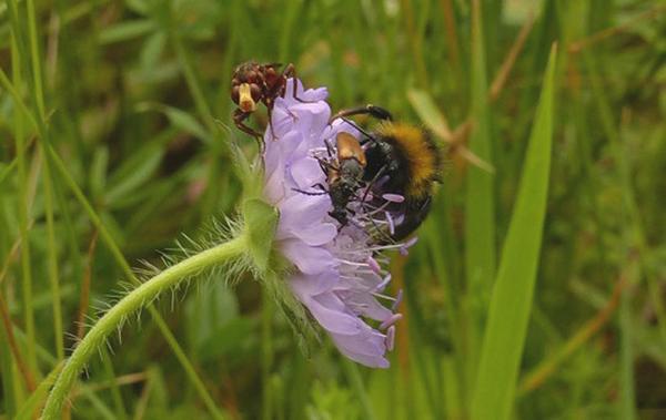 PM_Gro�e Krabbeln_5_7_2017_FotoM_FuhrmannP1050708