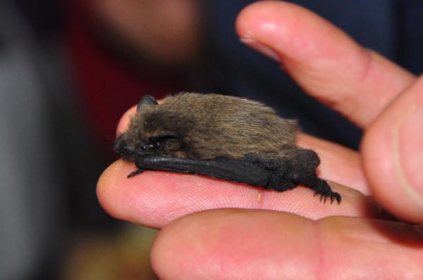 Bio Station Batnight