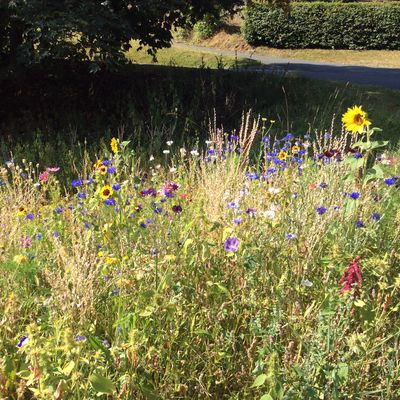 Zukunftspreis_Bienenweidewiese