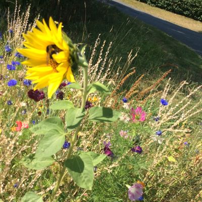Zukunftspreis 2018_Bienenweide Wiese
