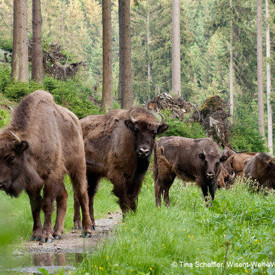 Wisent Herde