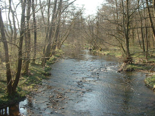 Auwald bei Netphen