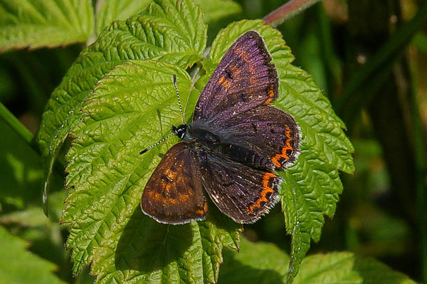 PM_Fliegende Juwelen_FotoFrede