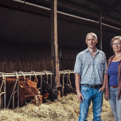 Andrea Zimmermann mit ihrem Mann Thorsten Junge bei den Angus-Rindern.