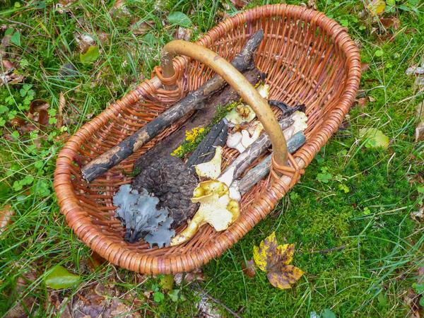Entdeckungsreise Pilze