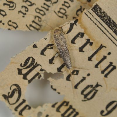 Presse_Papierfischchen_Foto AAW