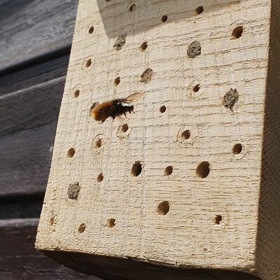 Mauerbiene an Nisthilfe