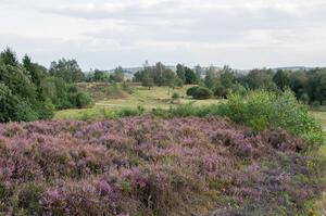 Landschaft mit fliederfarbenen Blumen im Vordergrund und gr�ner Wiese mit B�umen im Hintergrund, dazu dicht bew�lkter Himmel.