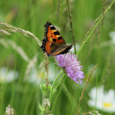 Artenreiche Wiese - Kleiner Fuchs auf Witwenblume