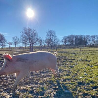Schweindrau�en