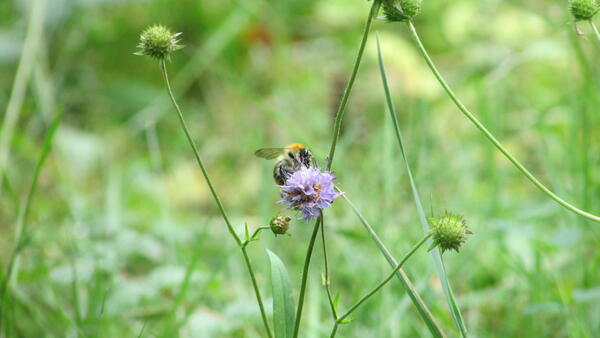 Ackerhummel auf Teufelsabbiss