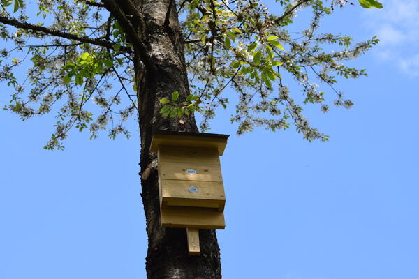 Fledermaus_Kasten_Ermert