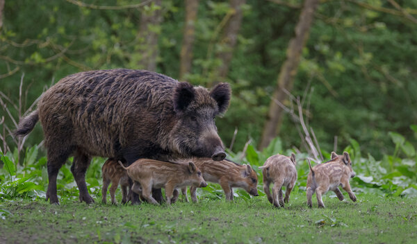 Informationen zur Afrikanischen Schweinepest