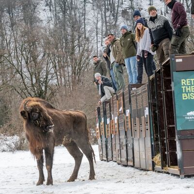 08 Wisenttransport in den Kaukasus