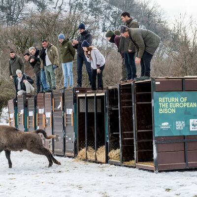 07 Wisenttransport in den Kaukasus