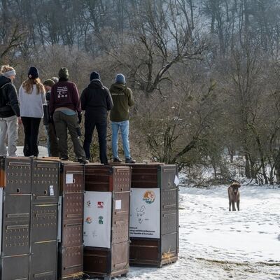 10 Wisenttransport in den Kaukasus