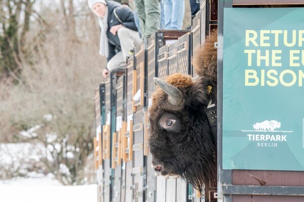 05 Wisenttransport in den Kaukasus