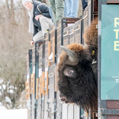 05 Wisenttransport in den Kaukasus