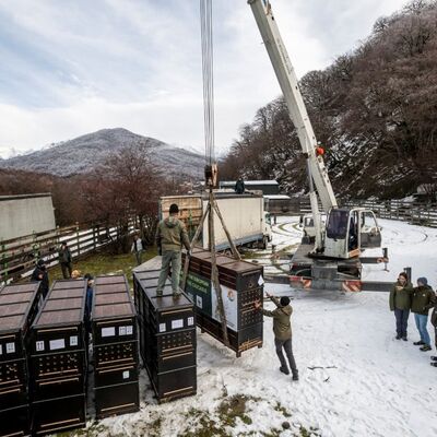 04 Wisenttransport in den Kaukasus
