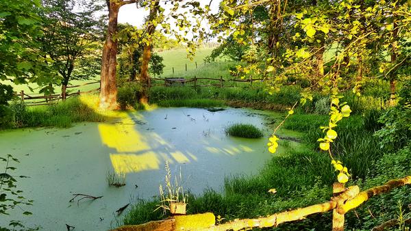 Der Quellteich der Lahn bedeckt mit gr�nem Laich auf der 1. Etappe des Lahnwanderwegs umgeben von hohem gr�nem Gras, Laubb�umen und einem Zaun aus Holz.