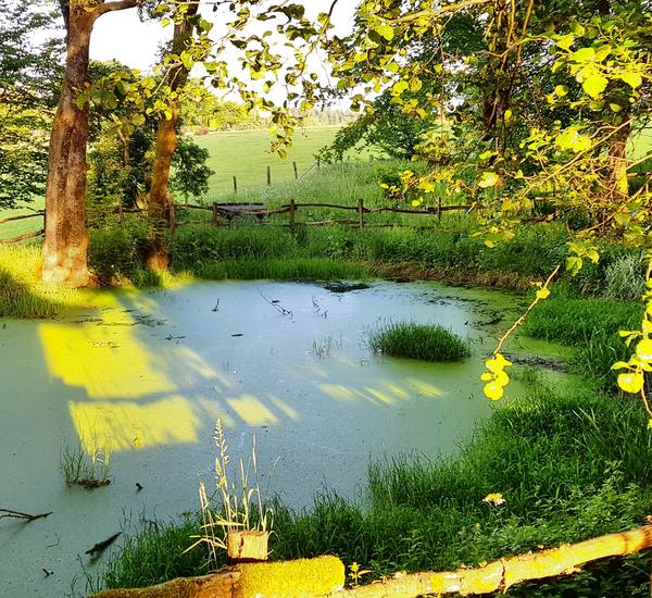 Der Quellteich der Lahn bedeckt mit gr�nem Laich auf der 1. Etappe des Lahnwanderwegs umgeben von hohem gr�nem Gras, Laubb�umen und einem Zaun aus Holz.