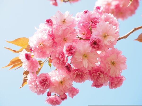 hans-cherry-blossom-1260641