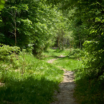 Pfad in der N�he der Ederquelle am Rothaarsteig unweit der historischen Eisenstrasse.