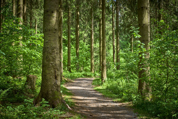 Ein Wanderweg auf dem Rothaarkamm am Wildgehege in der N�he des Forsthauses Hohenroth.
