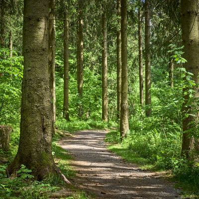 Ein Wanderweg auf dem Rothaarkamm am Wildgehege in der N�he des Forsthauses Hohenroth.
