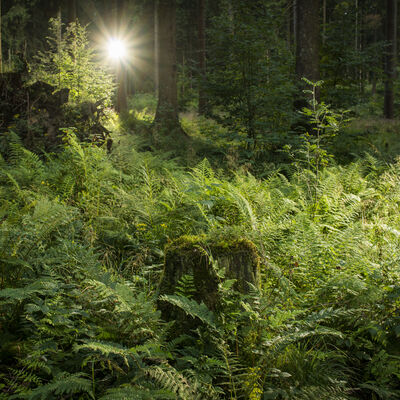 Die Sonne strahlt am Seelenpfad unweit von Hohenroth in den Wald.