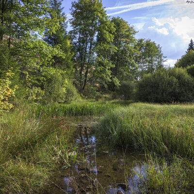 Das Ilsetal bei Heiligenborn.