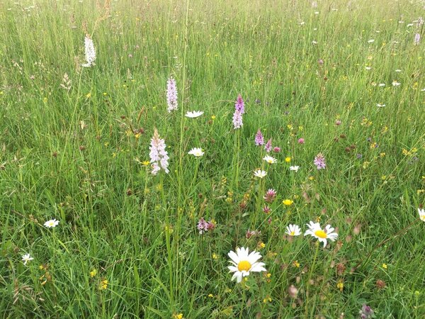 Bl�hwiese