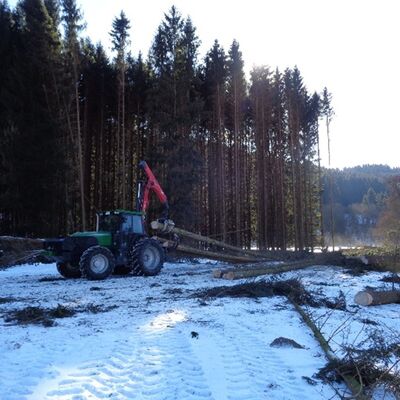 Ma�nahme: Umwandlung eines Fichtenbestandes in der Talaue (Ziel: Anlage artenreiches Gr�nland)