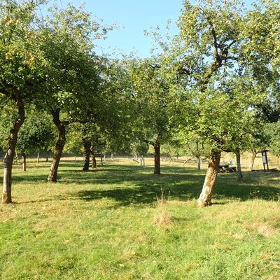Zielbiotop: Streuobstwiese