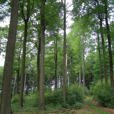 Ma�nahme: Nutzungsverzicht alter Buchenwald