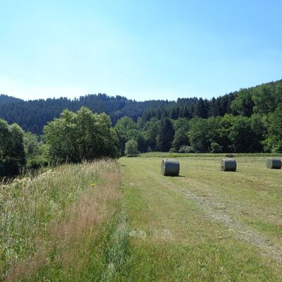 Anlage ungenutzter Uferrandstreifen 1/2