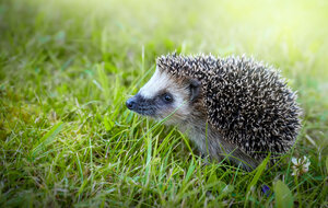 Igel