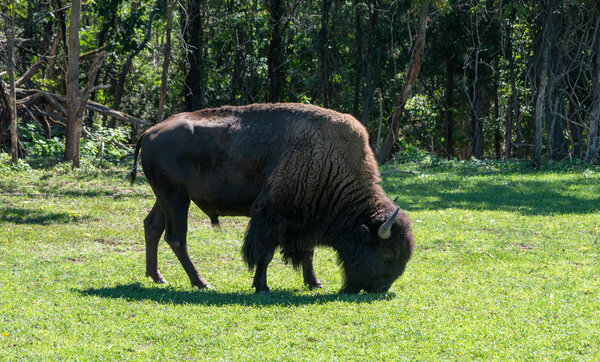 american bison in the field